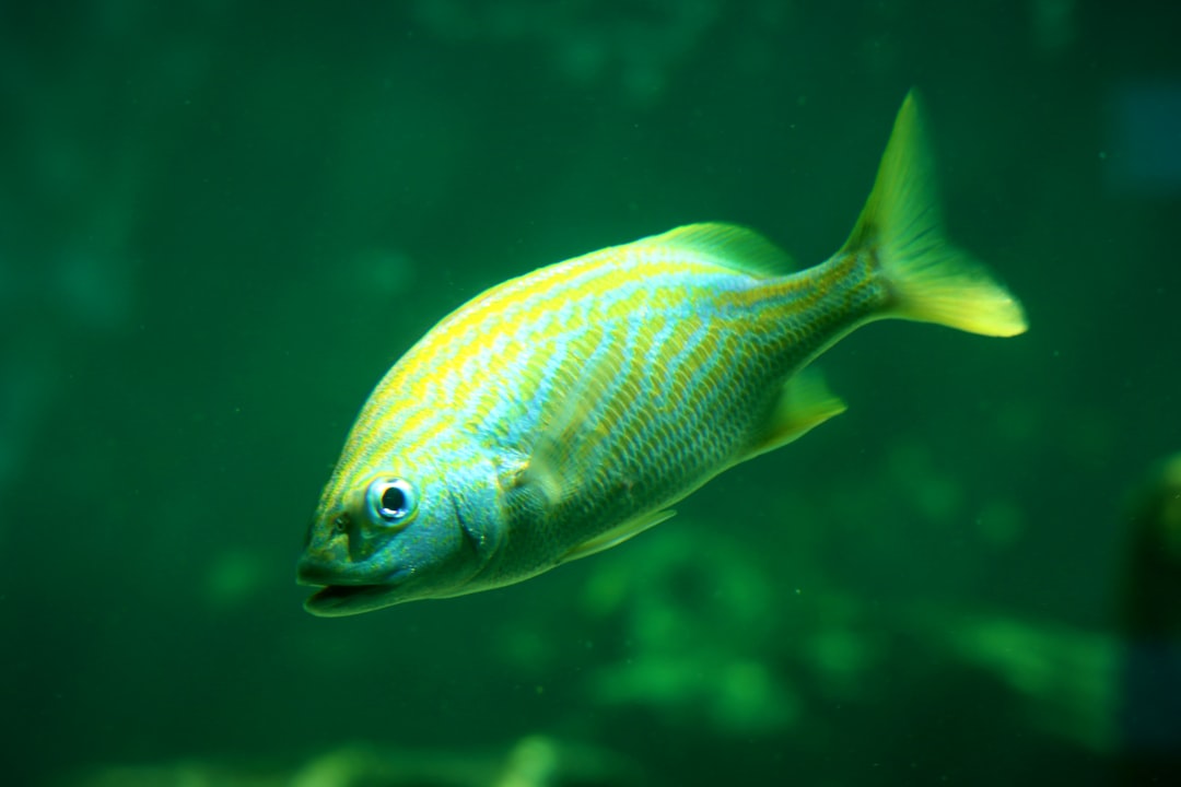 Los mejores señuelos artificiales para pez limón