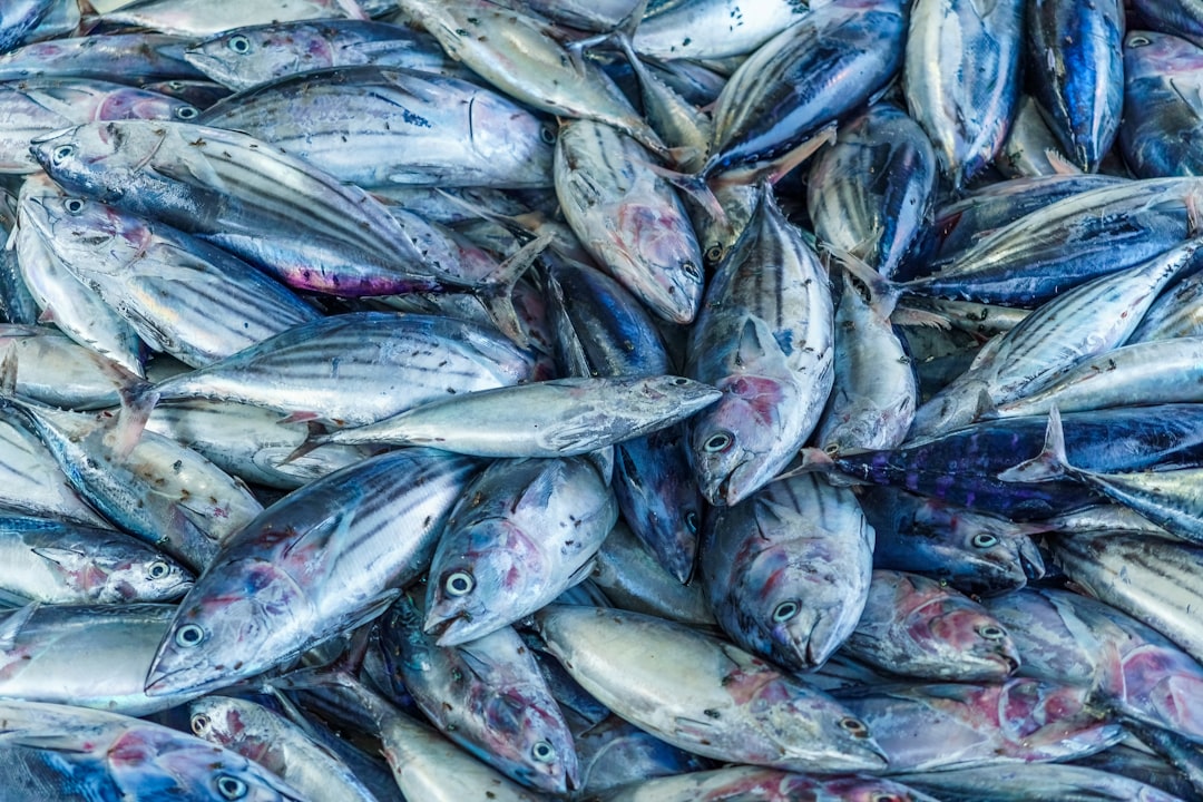 Los mejores señuelos para atún: guía completa