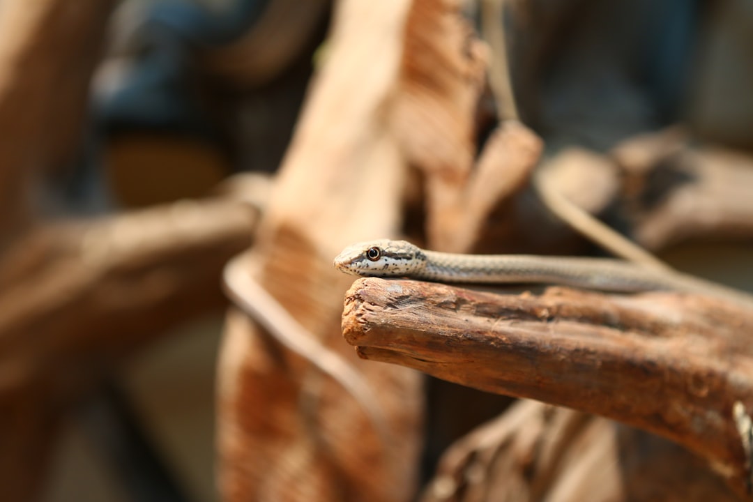 Consejos Para El Mantenimiento De Cana De #1 Guía Clara
