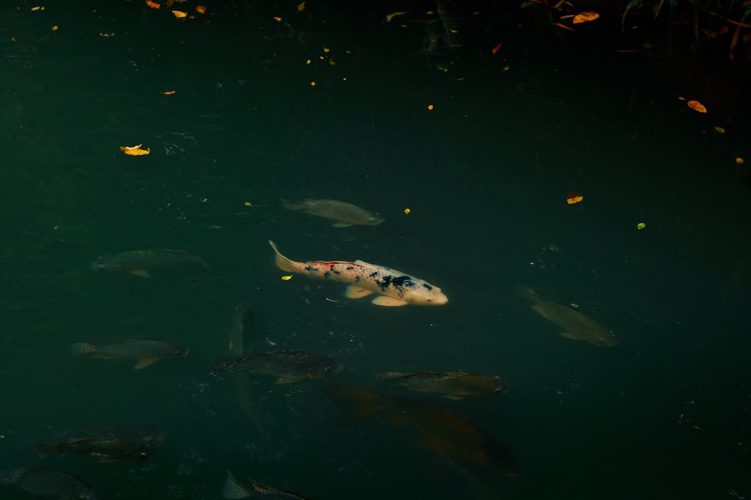 Las Mejores Canas Para Carpa Guia De Compra Co #1 Guía Clara