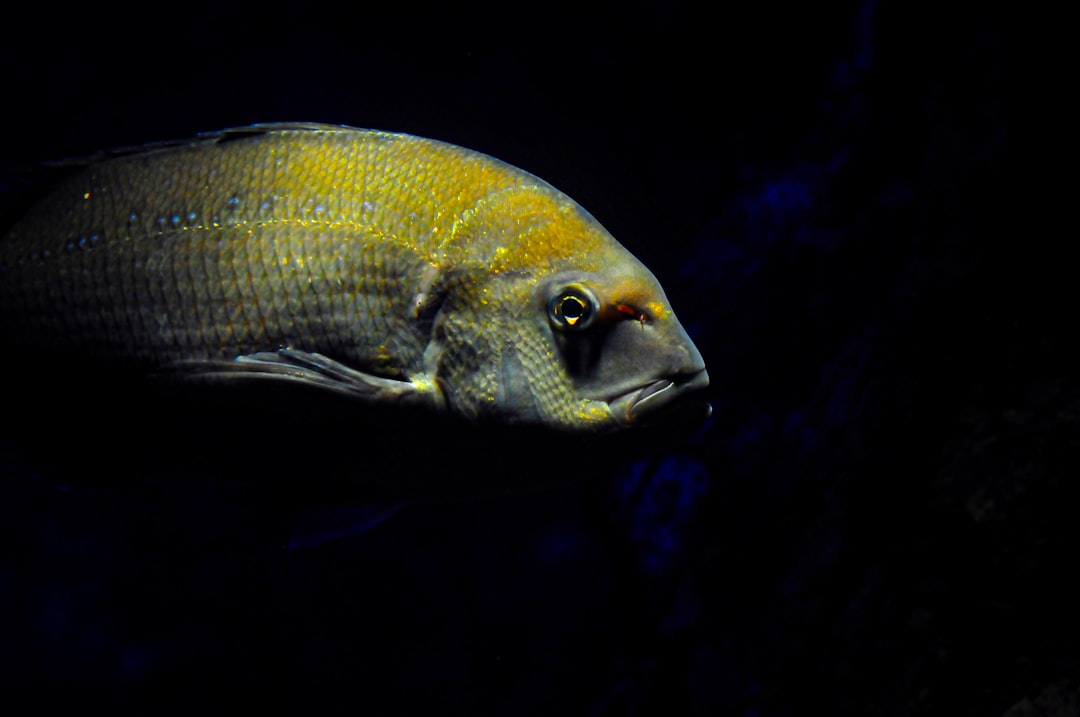 Photo yellowtail fish