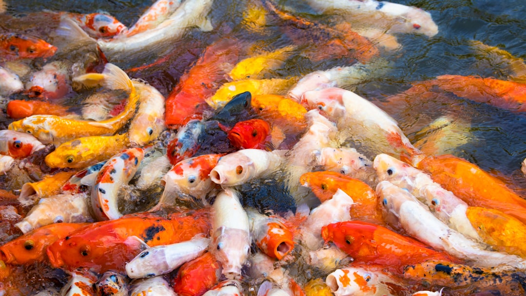 Los Mejores Boilies Para Carpa Una Guia Completa #1 Guía