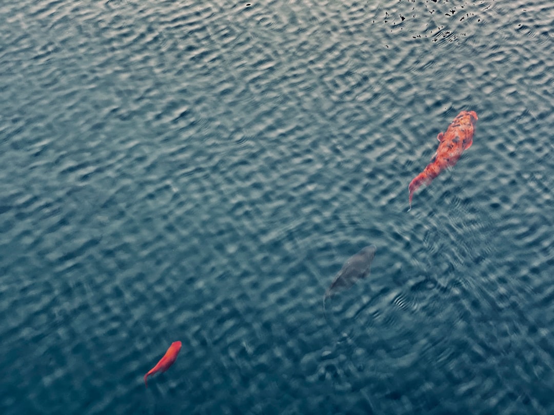 Mejores Lineas Para Carpa Consejos De Expertos #1 Guía Clara