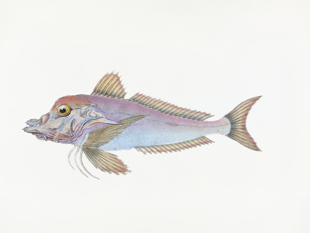 Mejores Lineas Para Pez Espada Consejos De Pesca #1 Guía