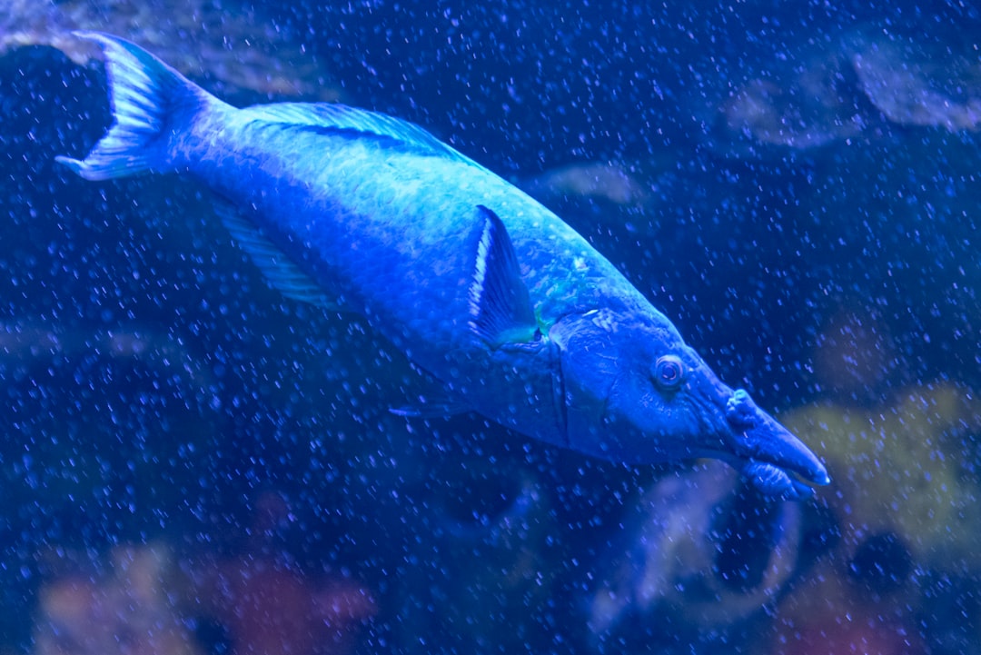 Los mejores señuelos para pez espada