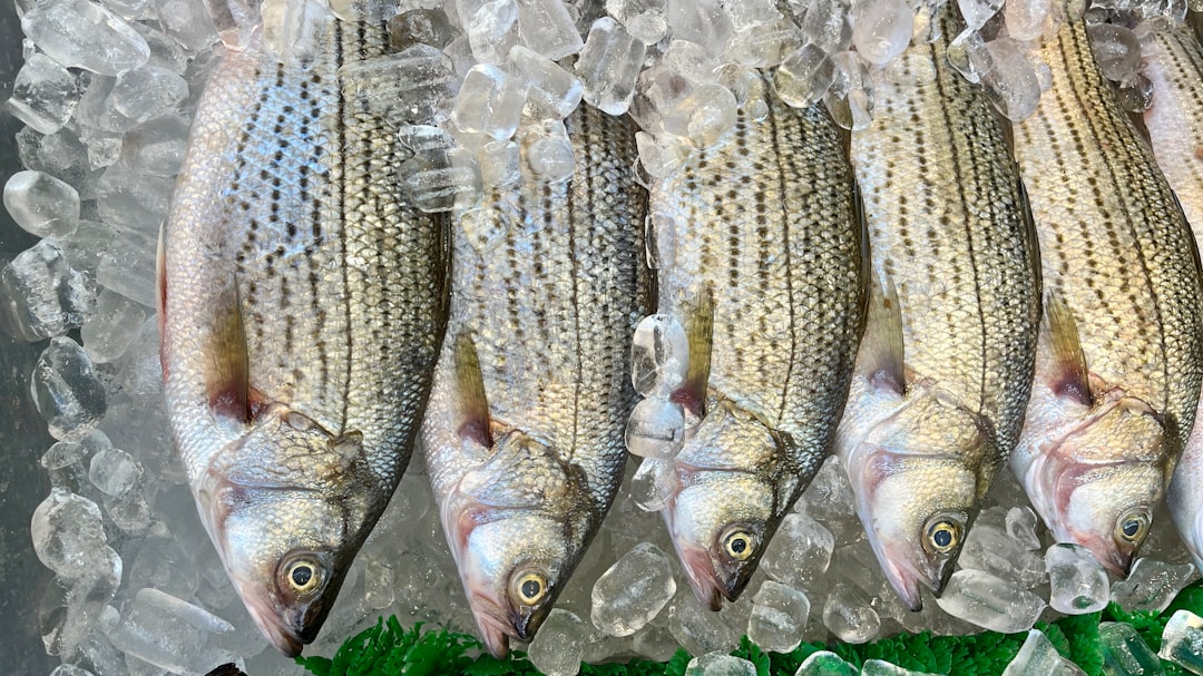 Los mejores señuelos para merluza: guía completa