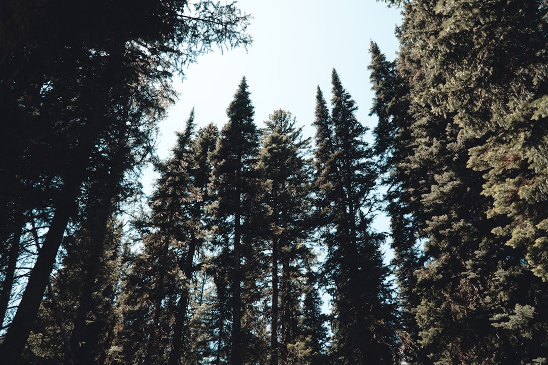 Comparación entre caña telescópica y de tramos