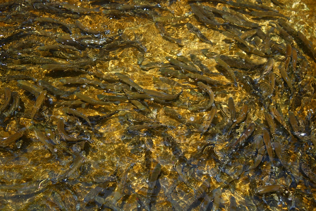 Como Pescar Trucha Marron #1 Guía Clara (sin lio)