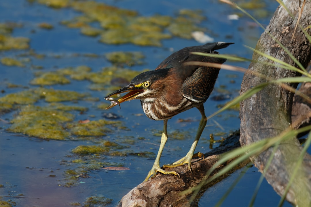 Como Pescar Perca Tecnicas Y Consejos #1 Guía Clara