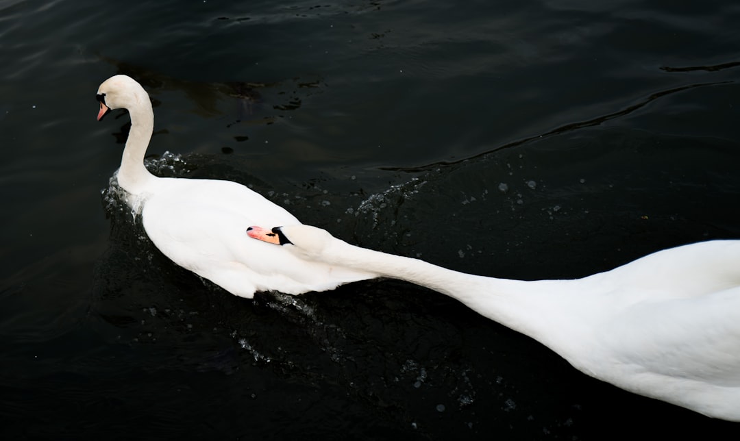 Los Mejores Cebos Para Sargo #1 Guía Clara (sin lio)