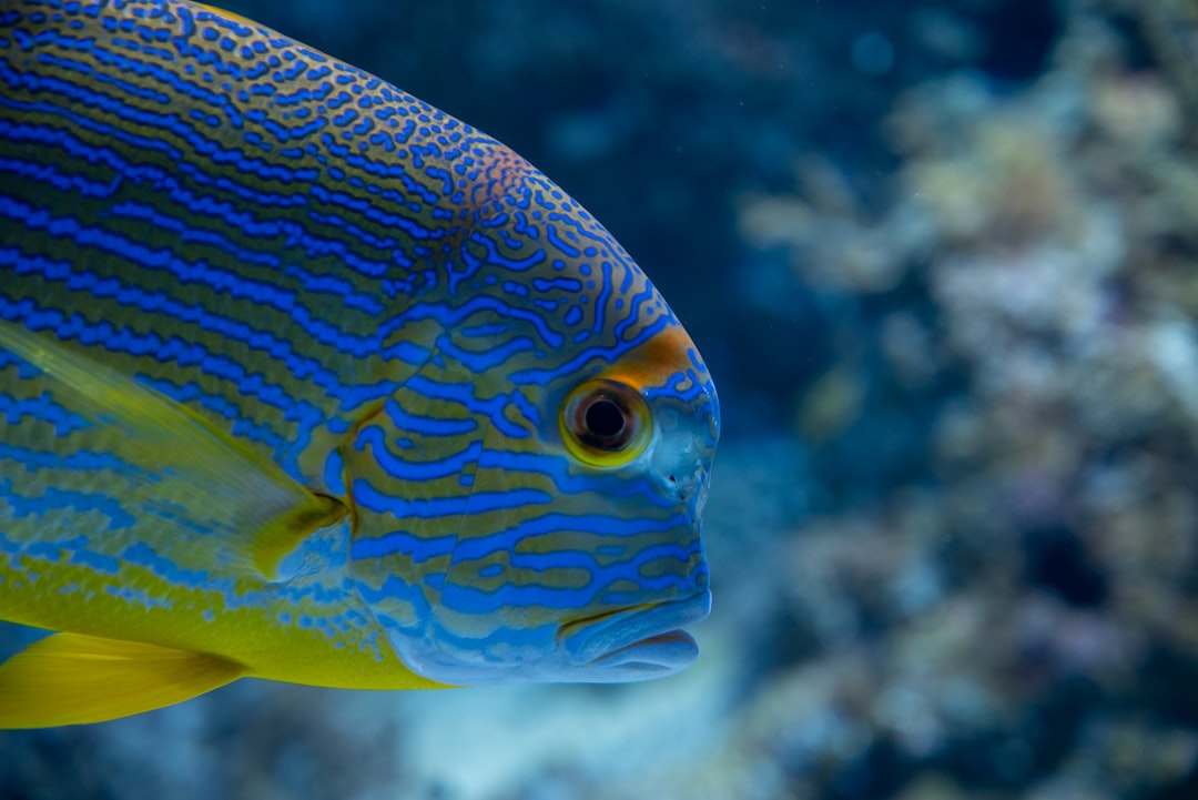 Los mejores señuelos artificiales para pargo