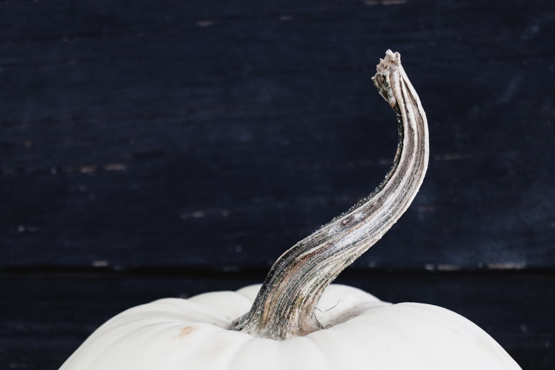 Los mejores señuelos artificiales para sargo