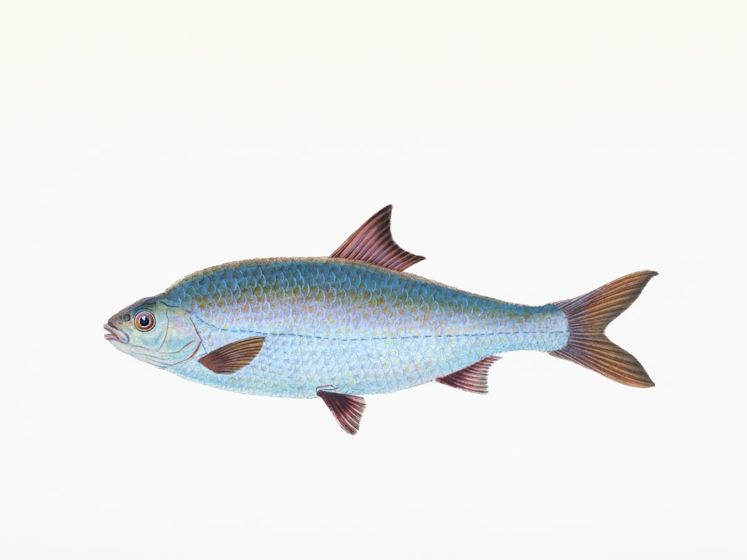 Los Mejores Senuelos Para Pargo Guia Completa #1 Guía Clara