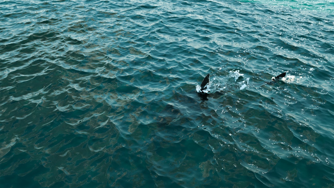 Trucos para pescar tiburón: técnicas infalibles