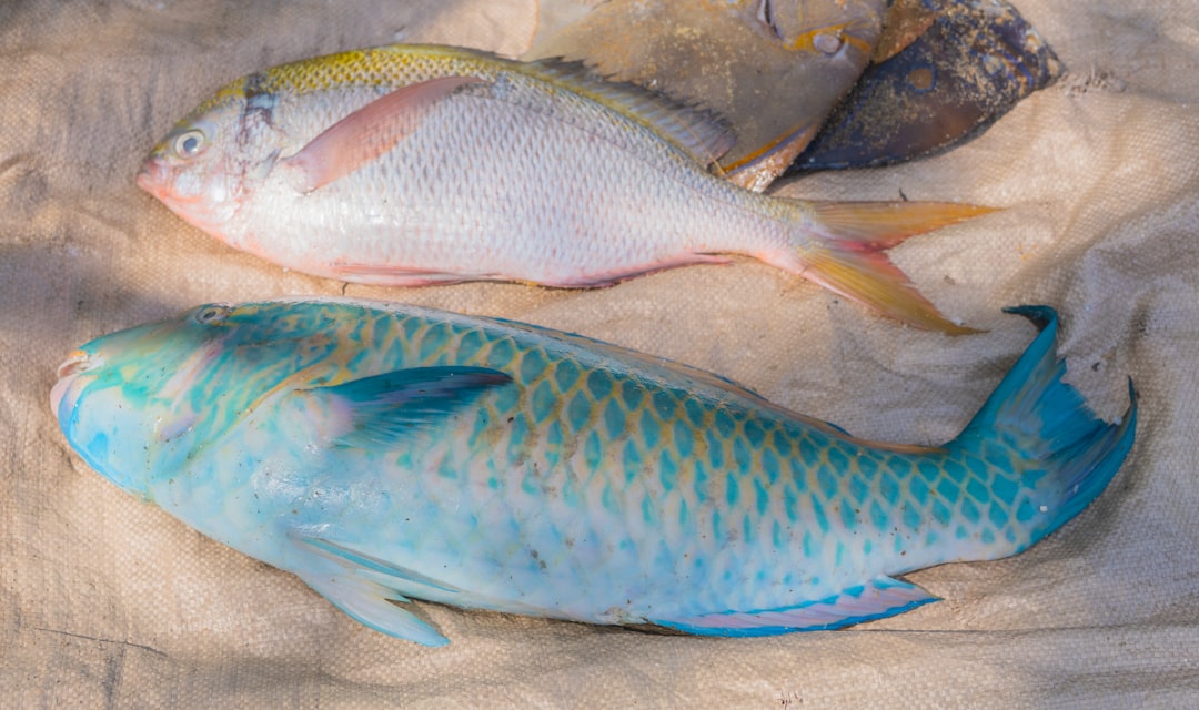 Los mejores anzuelos para pargo