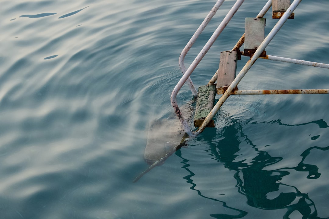 Las Mejores Tecnicas De Pesca Para Corvina #1 Guía Clara