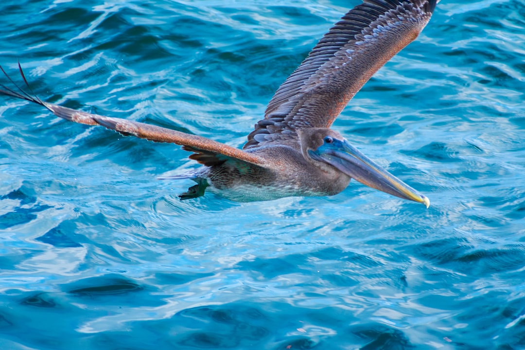 Pesca deportiva de calamar: consejos y técnicas eficaces