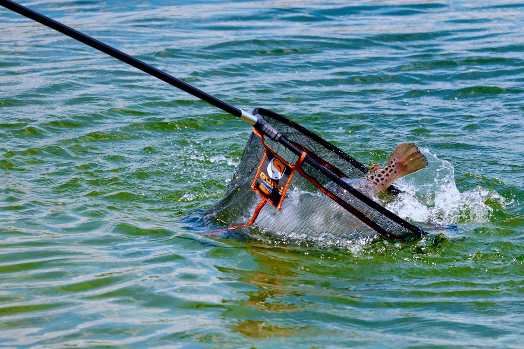 Pinguino Fishing: La Mejor Caña Portátil para Pescar