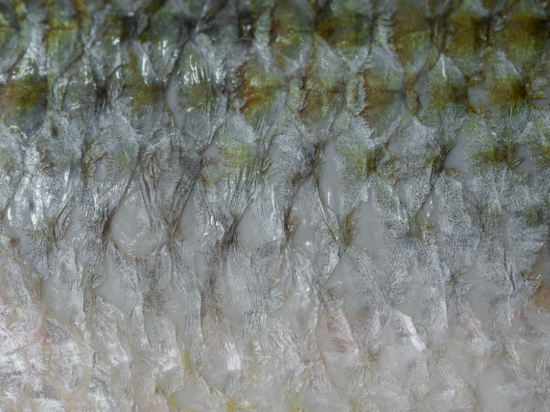 Los mejores aparejos para jurel