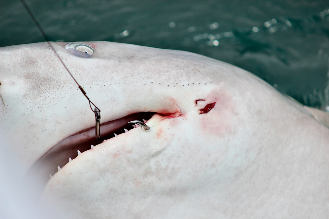 Photo shark fishing techniques