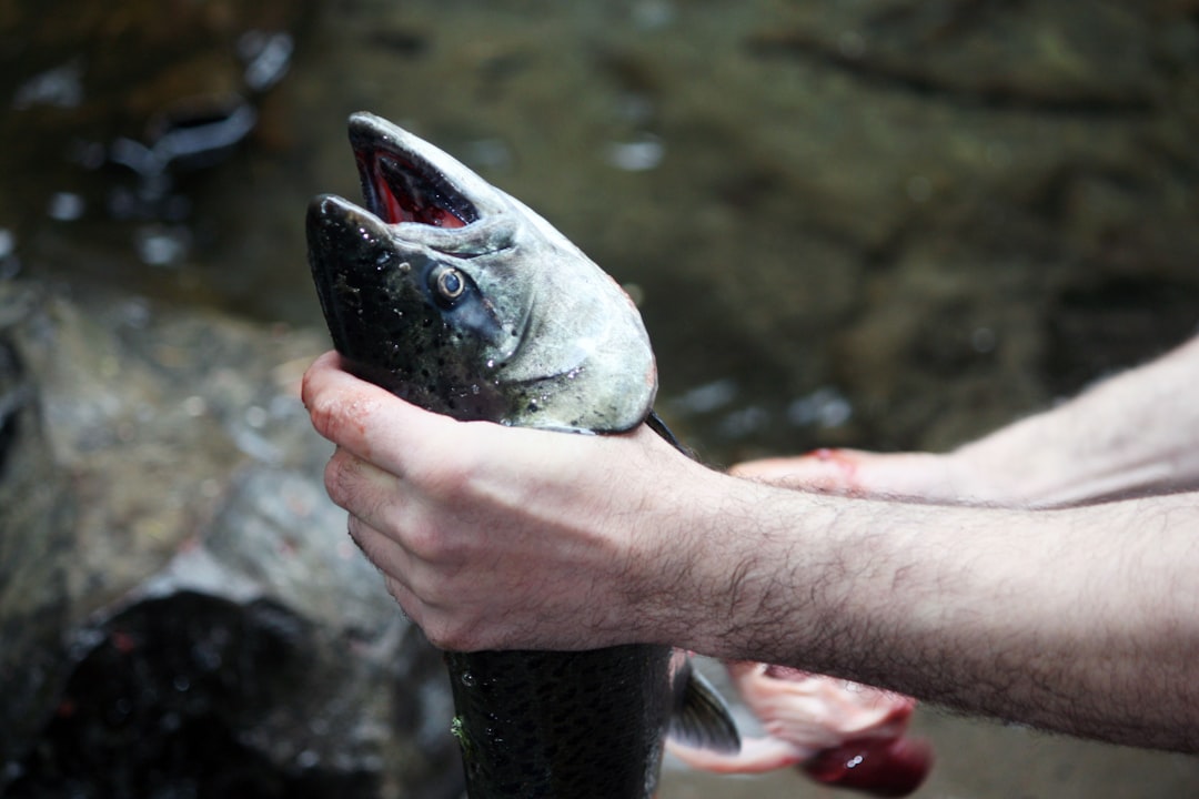 Temporada de pesca de salmón: consejos y técnicas