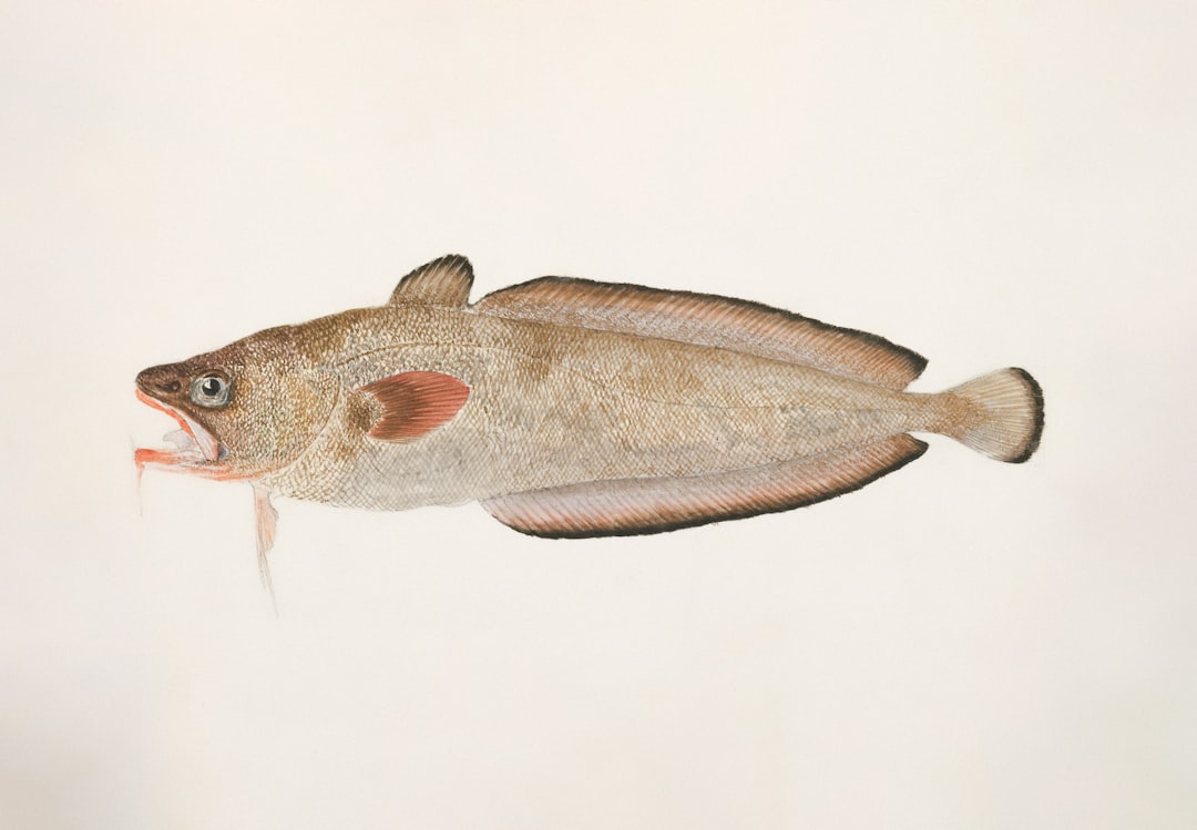 Los mejores aparejos para corvina