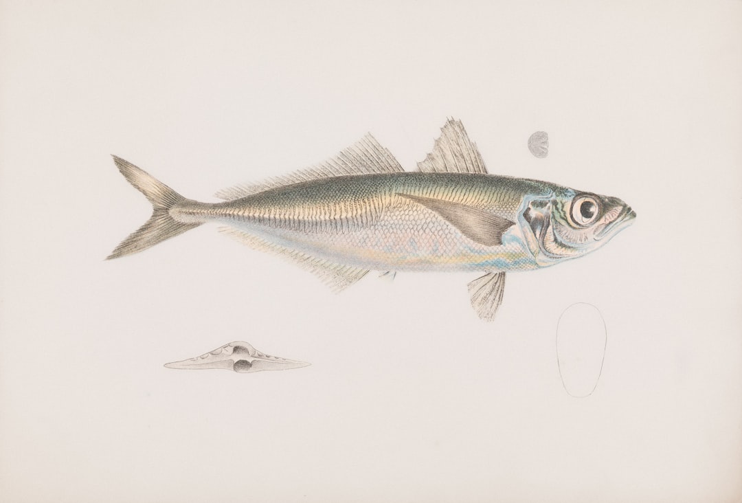 Los mejores carretes para jurel: Guía de compra