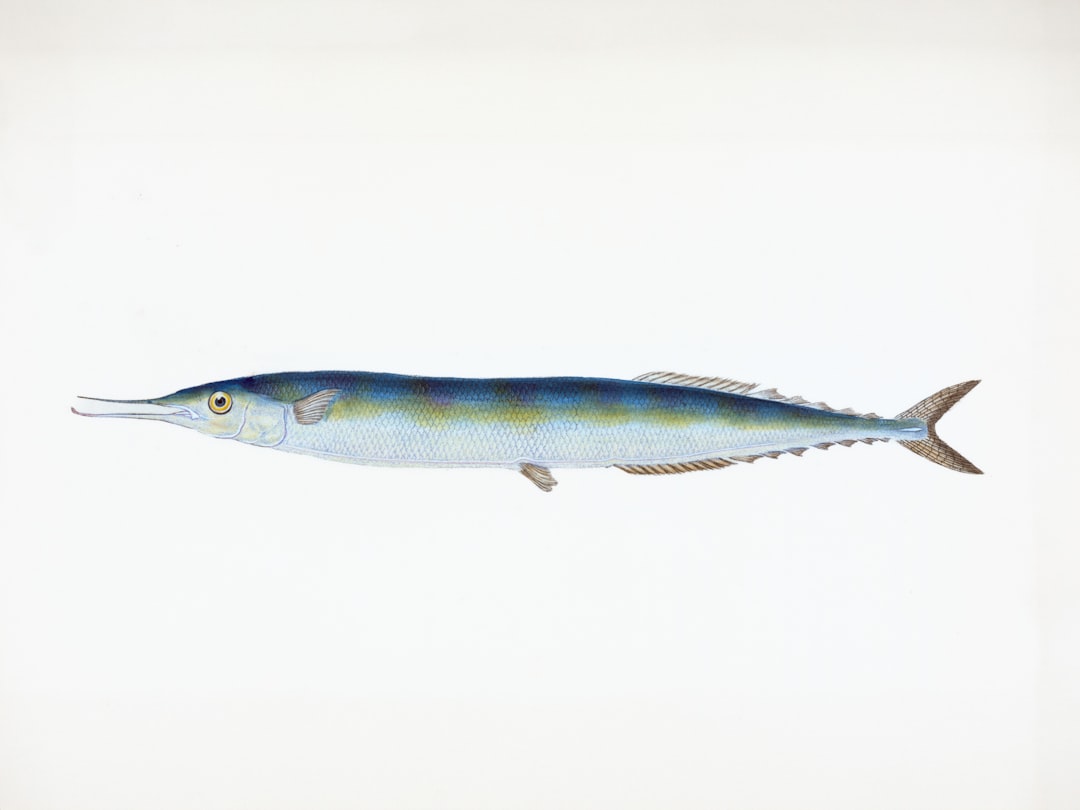 Las mejores cañas para pescar boquerón