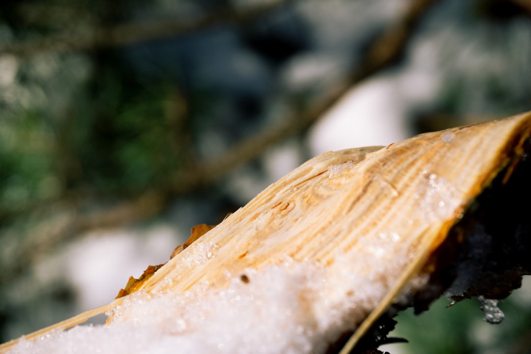 Las mejores cañas para sargo