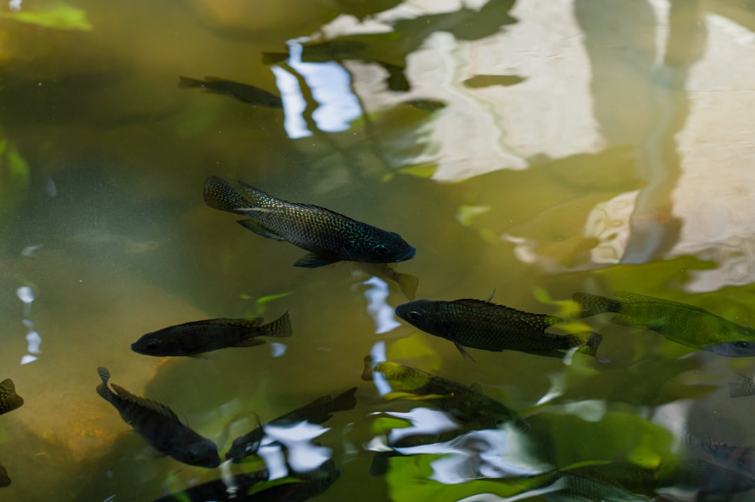 Photo Telescopic Fishing Rod