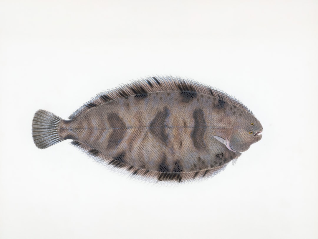 Photo Anzuelo Para Lenguado