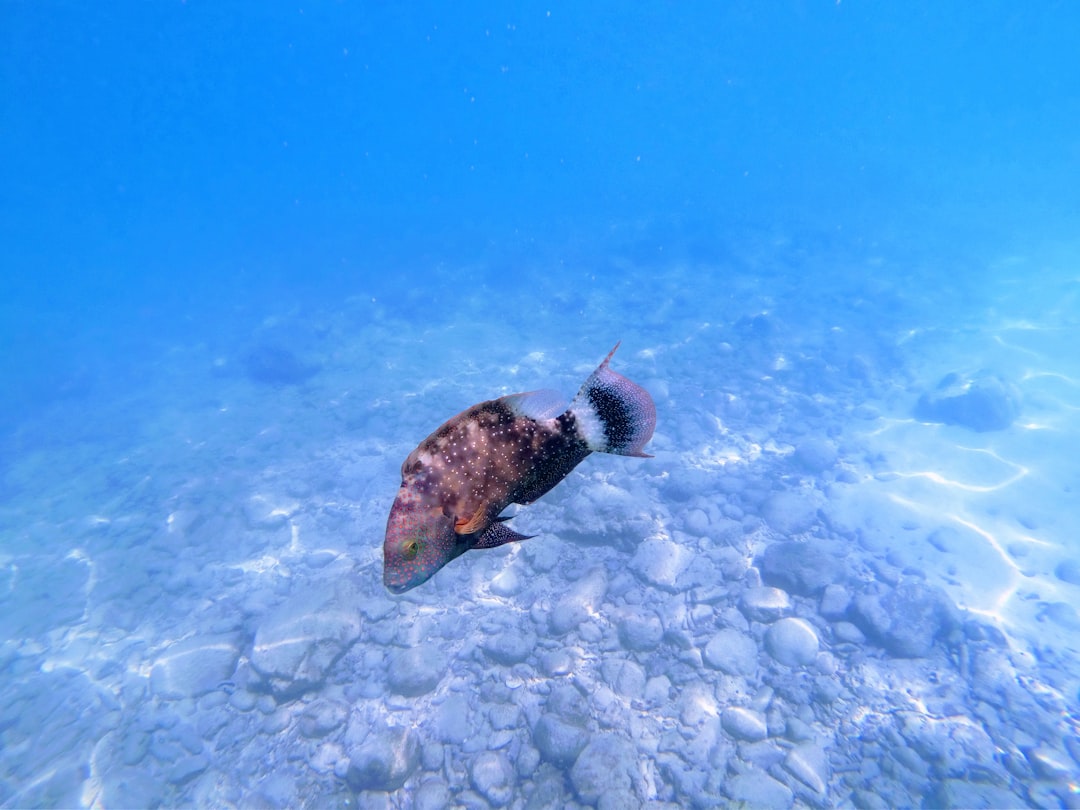 Photo fishing for cuttlefish