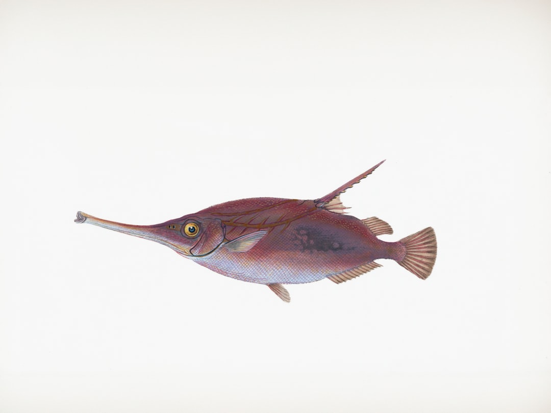 La temporada de pesca del pez gallo: consejos y trucos