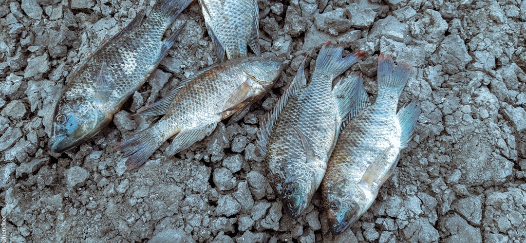 Photo fishing bait