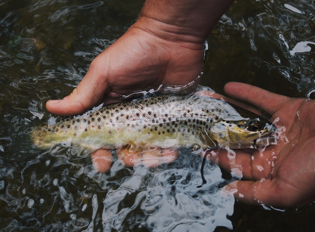 Todo Pesca: Consejos y técnicas para pescadores