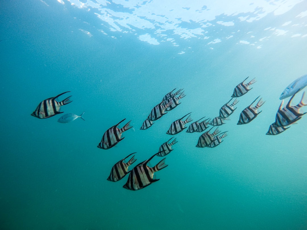 Emocionante pesca de gran altura: una aventura en alta mar