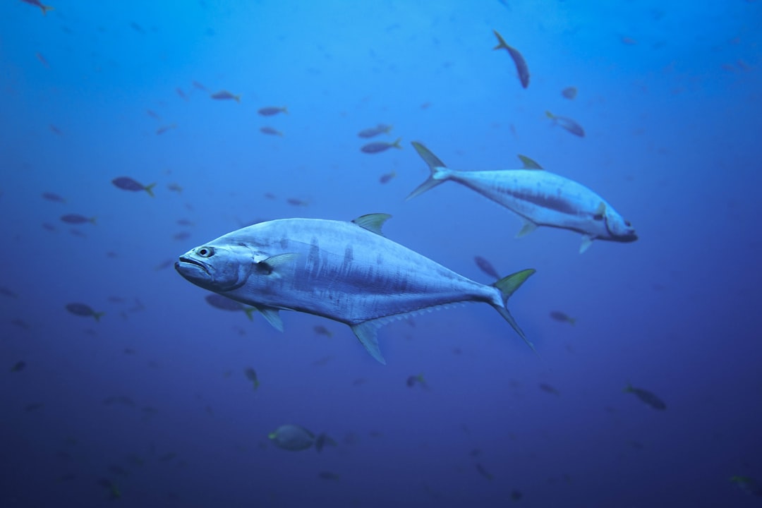 Secretos de la pesca de atún