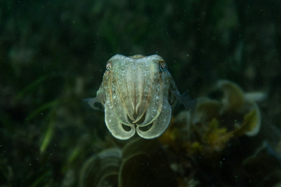 Photo fishing cuttlefish