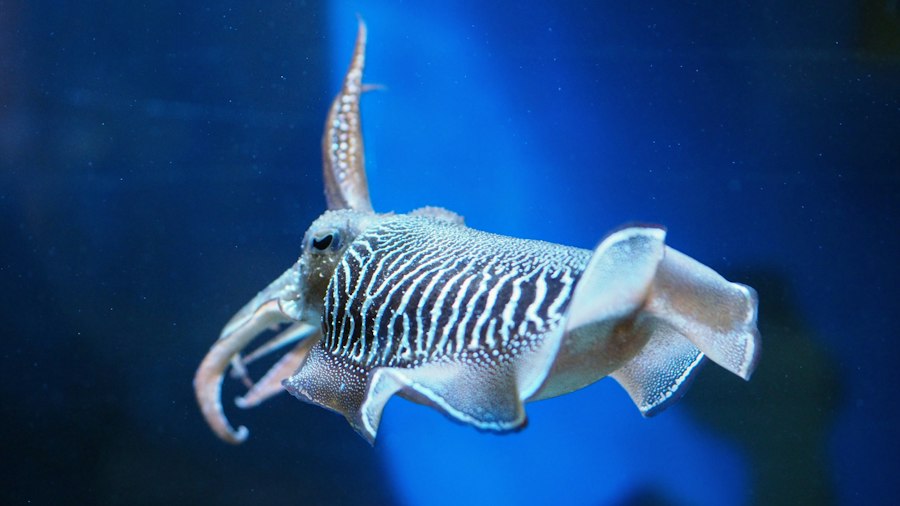 fishing cuttlefish